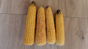 Kolby kukurydzy