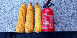 Kolby kukurydzy