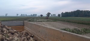 Kopanie buraków cukrowych 2021