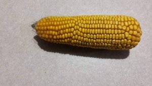 Kukurydza 