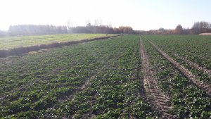 KWS Derrick za 24 zł