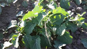 KWS Derrick za 24 zł