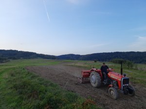 Massey Ferguson 255 i siewnik stegsted 2.5m