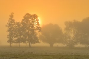 Nadwiślański świta na pastwisku