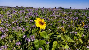 Poplony: Facelia i słonecznik - 09.10.2021
