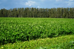 PROTAFIX mieszanka Koniczyn Barenbrug