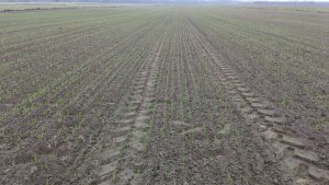 Pszenica Admont i LG Jutta