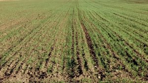 Pszenica LG Jutta i Admont