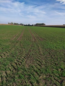 Pszenica odmiana reform 