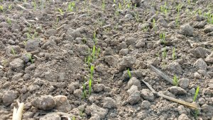 pszenica ozima 01.10.2021