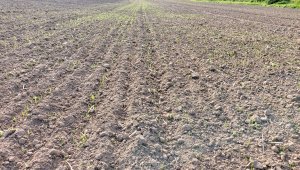 Pszenica ozima 02.10.2021