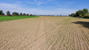 Pszenica ozima 04.10.2021