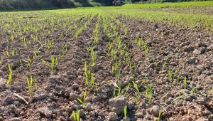 Pszenica ozima 04.10.2021