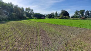 Pszenica ozima 04.10.2021