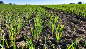 Pszenica ozima 09.10.2021