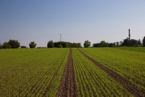 Pszenica ozima 09.10.2021