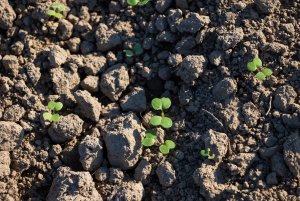 Pszenica ozima 09.10.2021