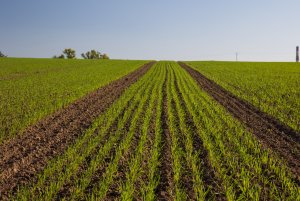 Pszenica ozima 09.10.2021