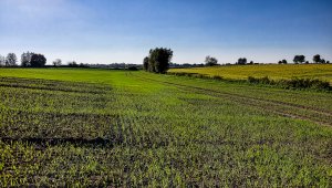 Pszenica ozima 09.10.2021