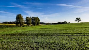 Pszenica ozima 16.10.2021