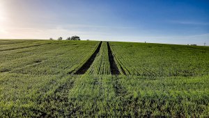 Pszenica ozima 16.10.2021