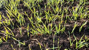 Pszenica ozima 16.10.2021