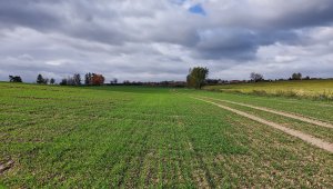 Pszenica ozima 23.10.2021