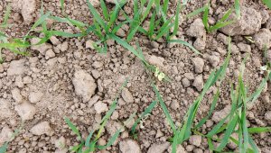 Pszenica ozima 23.10.2021