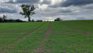 Pszenica ozima 23.10.2021