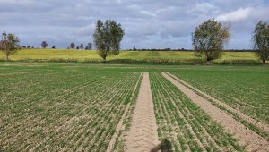 Pszenica ozima 23.10.2021