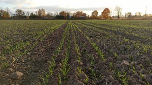 Pszenica ozima Euforia