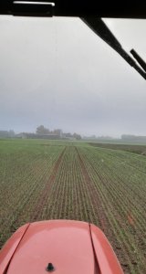 Pszenica ozima Galerist