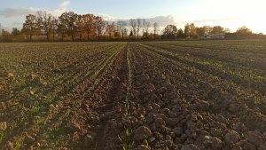 Pszenica ozima KWS Emil