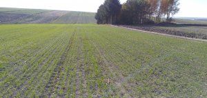 Pszenica ozima Metronom