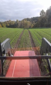 Pszenica Ozima Sacramento