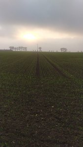 Pszenica Ozon 6.10.2021