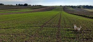 Pszenica Rotax 11.10.2021r.