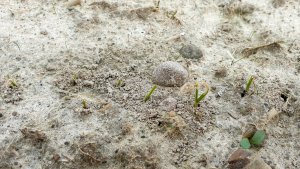 Pszenżyto- żerowanie łokasia