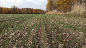 Pszenżyto ozime Carmelo