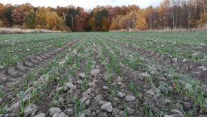 Pszenżyto ozime Probus