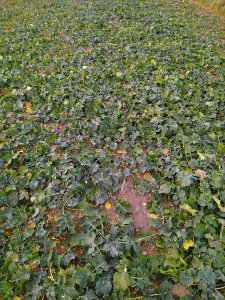 Rzepak Ambassador 20.10.2021