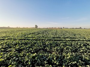 Rzepak Gemini i Kepler