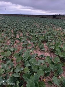 Rzepak KWS luciano&umberto