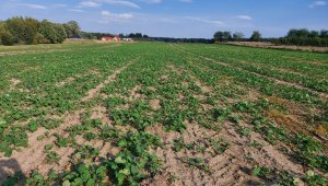 rzepak LG ambasador 01.10.2021