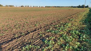 rzepak LG ambasador 15.10.2021