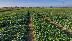 rzepak LG ambasador 16.10.2021