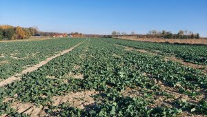 rzepak LG ambasador 30.10.2021