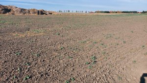 rzepak LG ambasador 30.10.2021