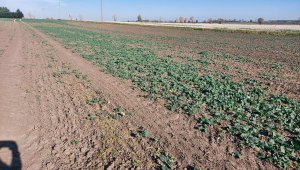 rzepak LG ambasador 30.10.2021