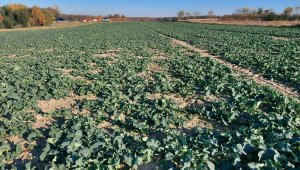 rzepak LG ambasador 30.10.2021